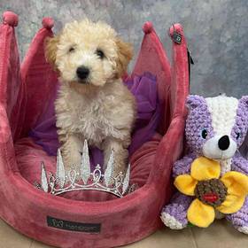 BichonPoo