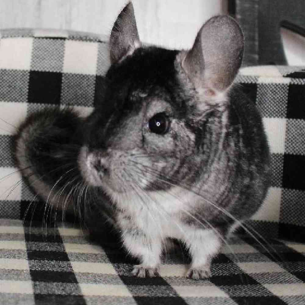 Male Chinchilla Small Animal for sale