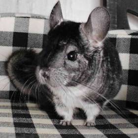 Chinchilla