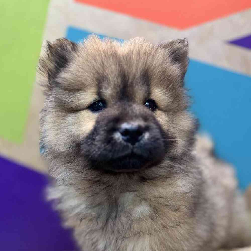 carousel pet images
