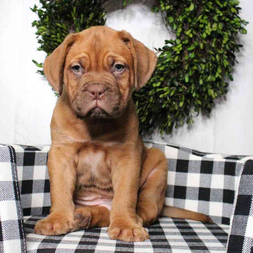 Male Dogue De Bordeaux Puppy for sale