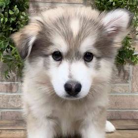 Pomsky