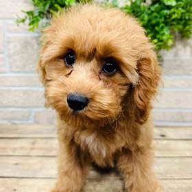 Cavapoo