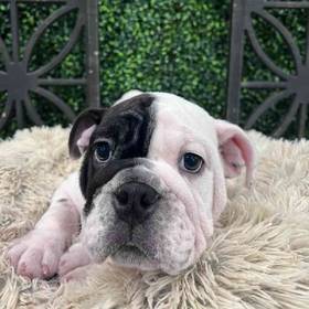 English Bulldog