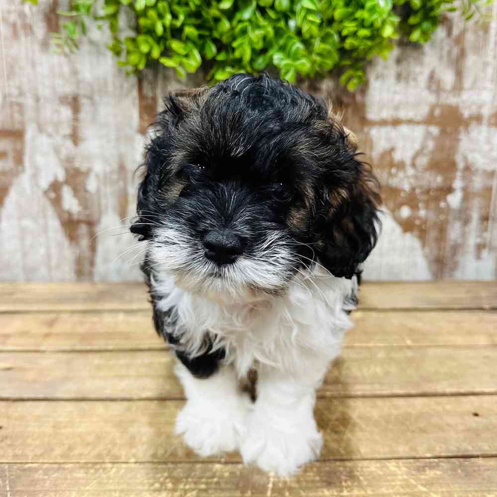carousel pet images