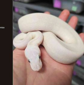 Ball Python