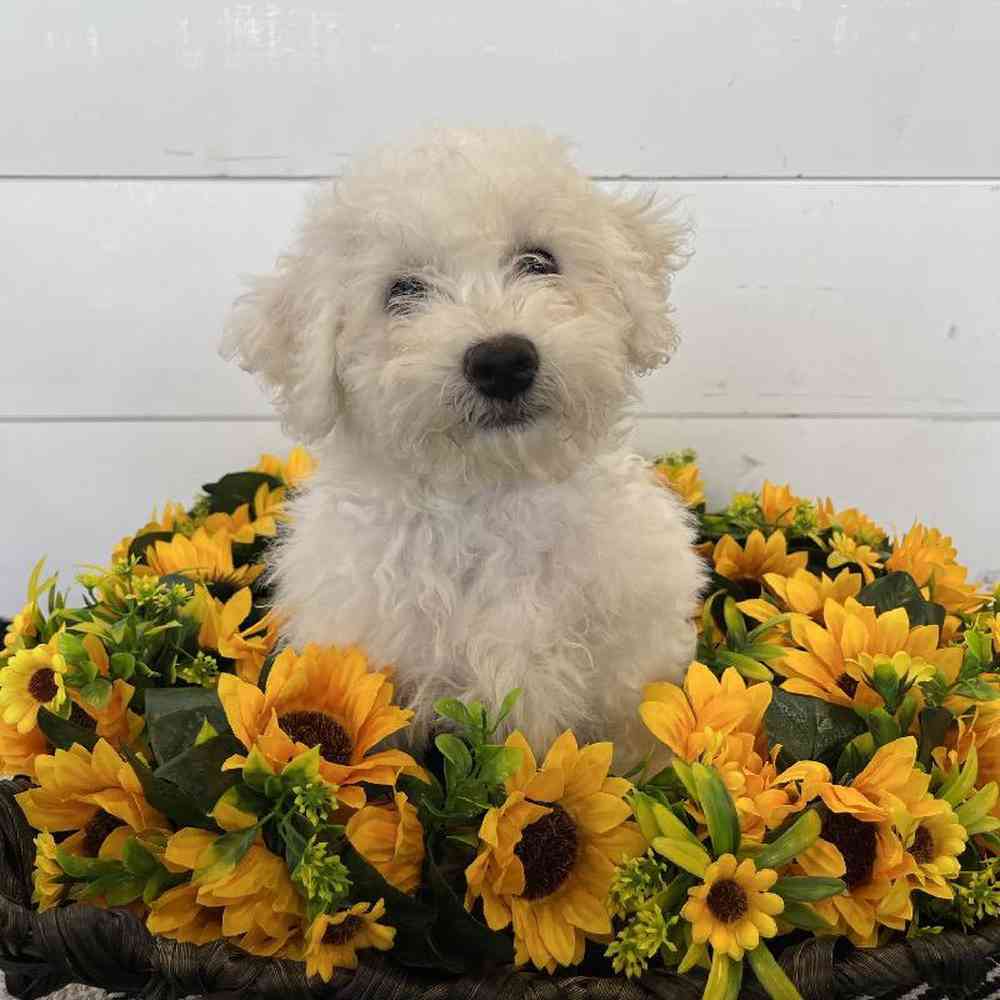 Male Bichon Puppy for Sale in Rogers, AR