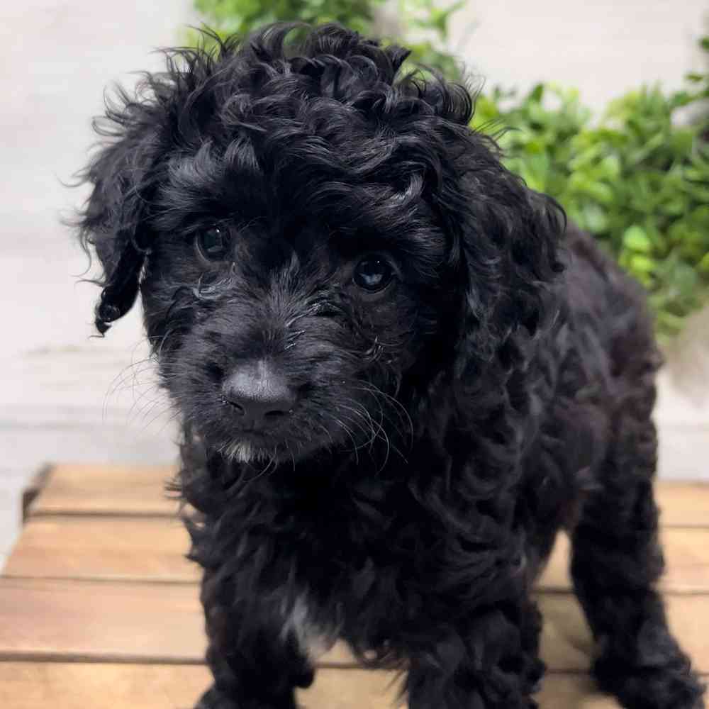 Discount toy aussiedoodle for sale Free Shipping