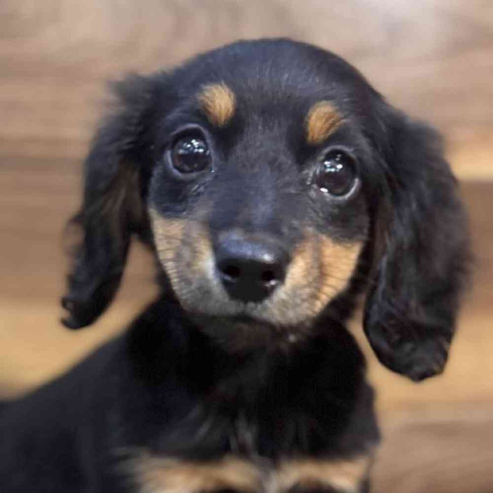 Image of a pet breed in the gallery