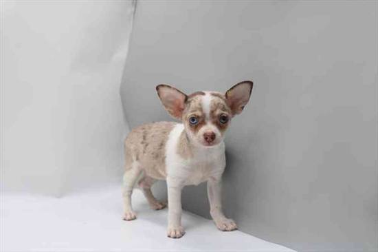 Chihuahua