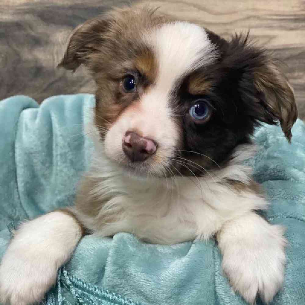 carousel pet images