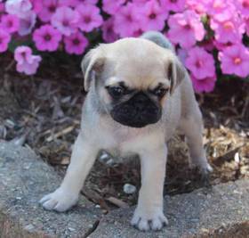 Pug