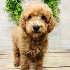 Mini Goldendoodle