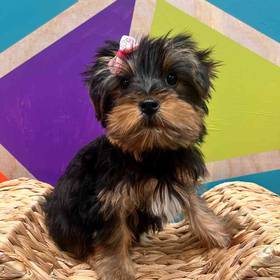 Yorkie