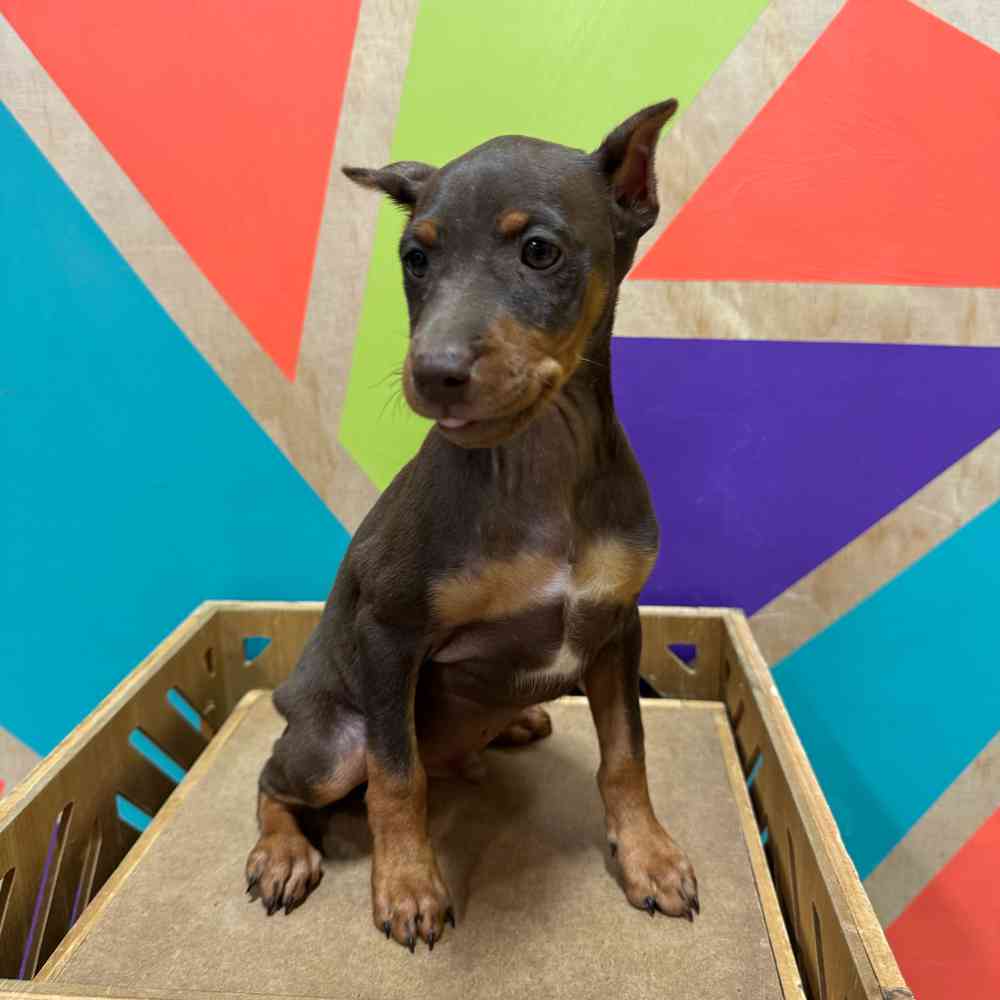 Image of a pet breed in the gallery