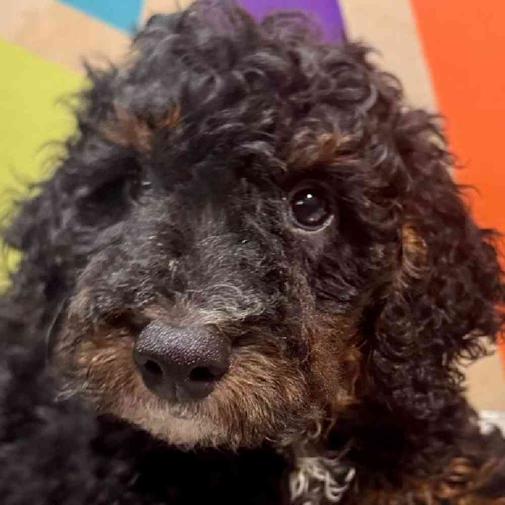 Male Moyen Poodle Puppy for Sale in Fayetteville, AR