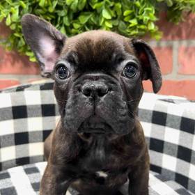 French Bulldog