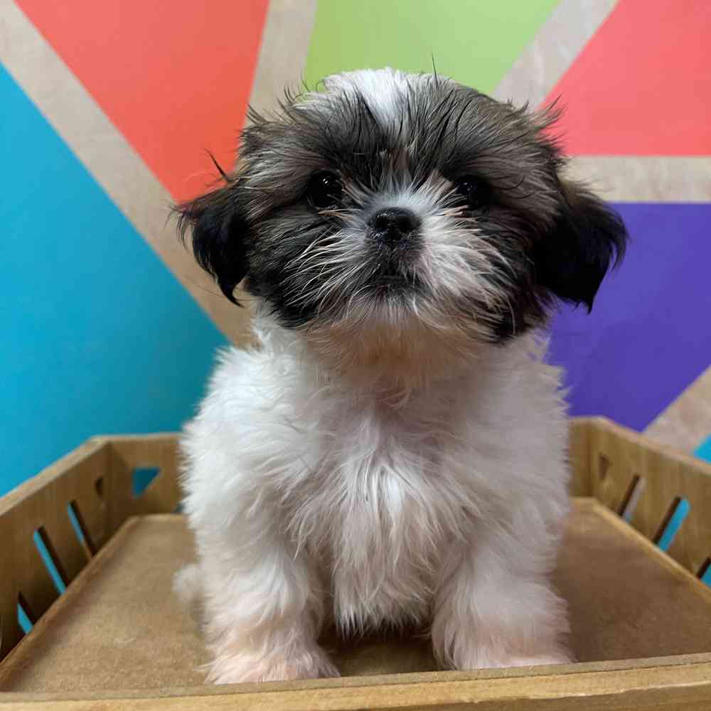 carousel pet images