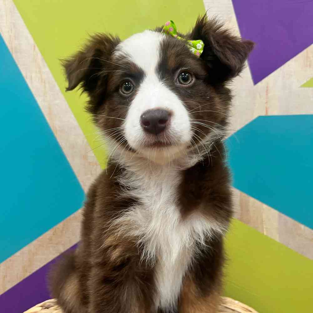 carousel pet images