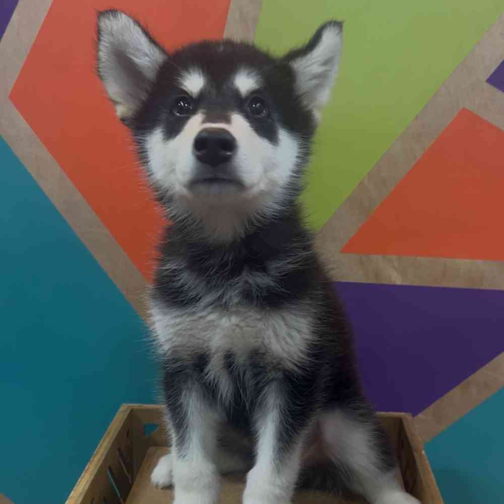 carousel pet images