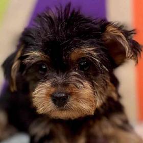 Yorkie