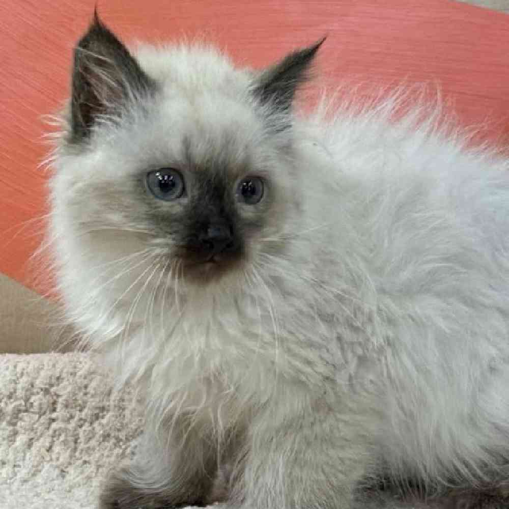 Male Ragdoll Kitten for Sale in Wichita, KS