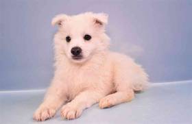 American Eskimo