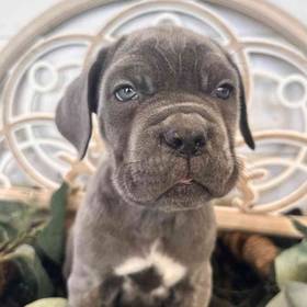 Neapolitan Mastiff