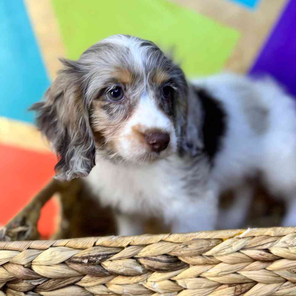 carousel pet images