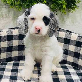 Cocker Spaniel