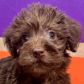 Schnoodle