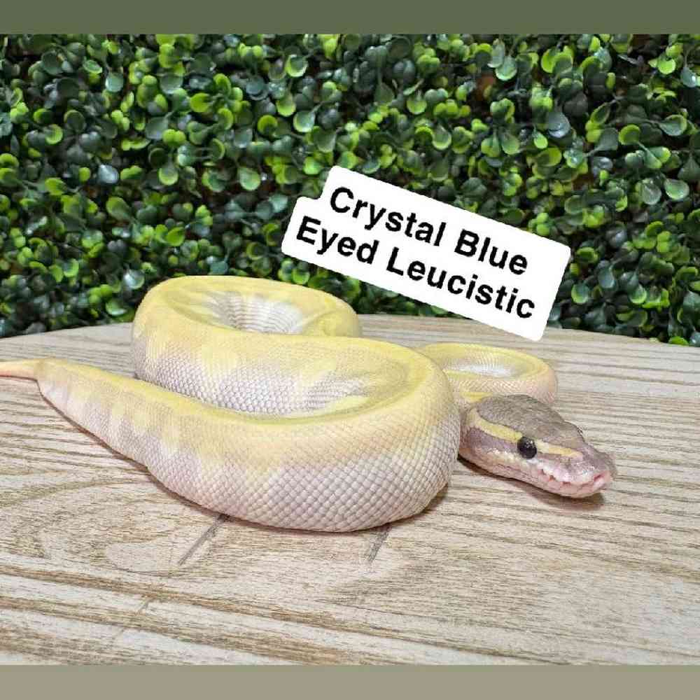Female Ball Python Reptile for Sale in Joplin, MO