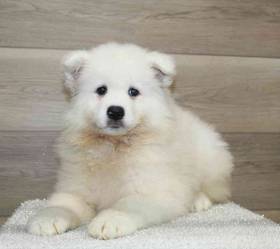 Samoyed