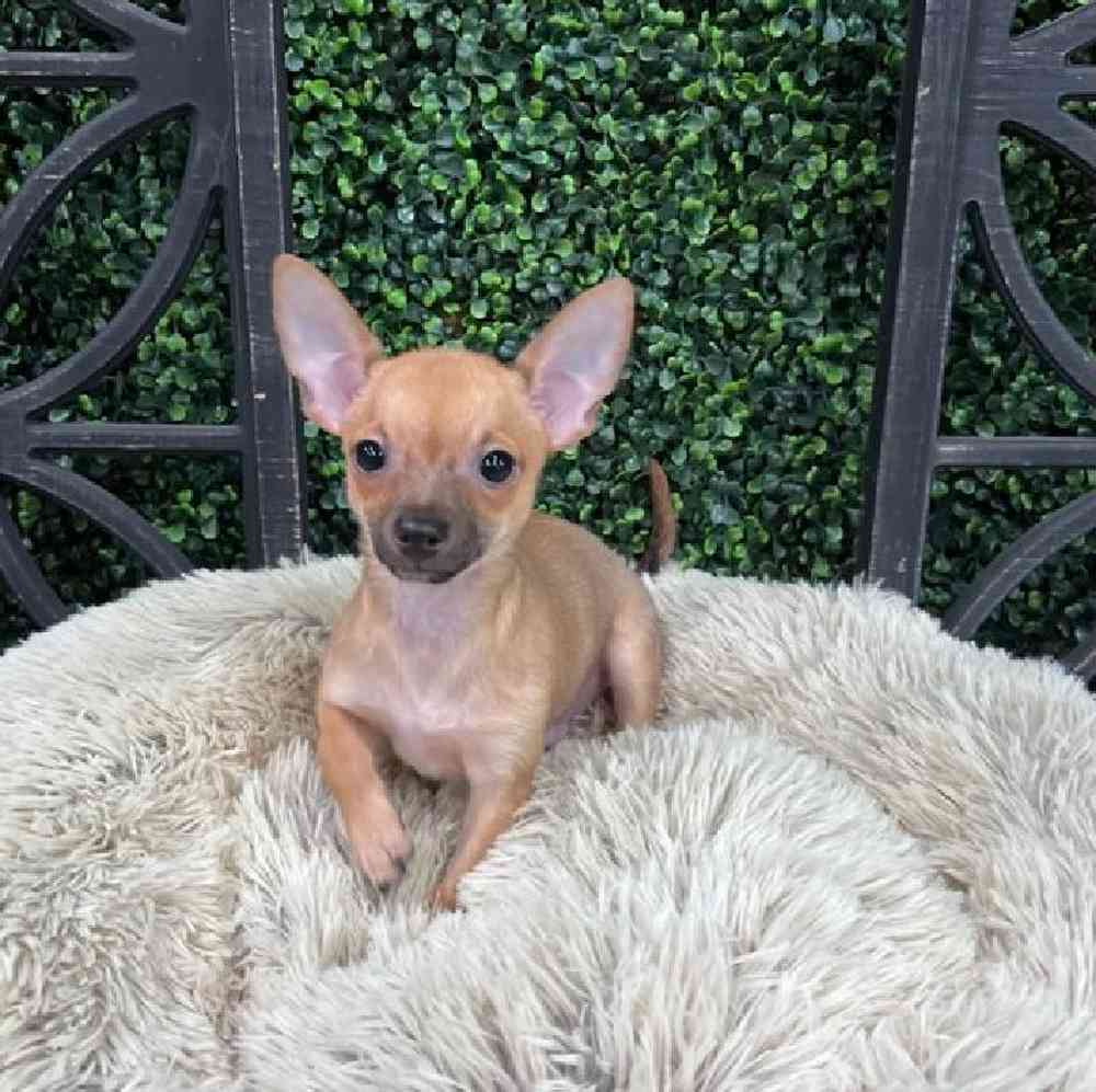 carousel pet images