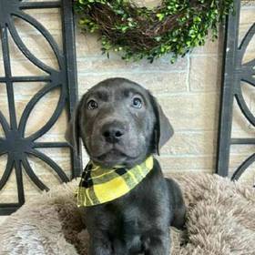 Labrador Retriever