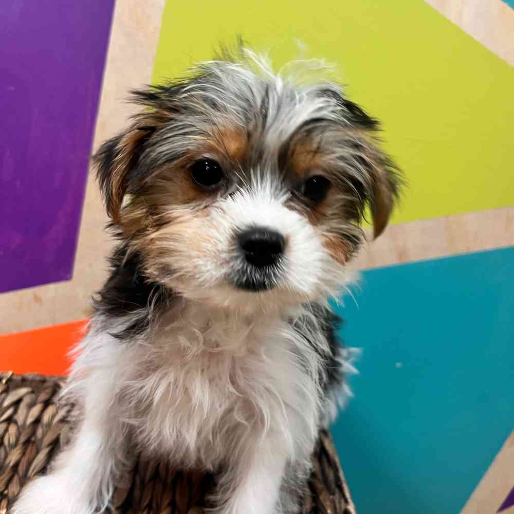 carousel pet images