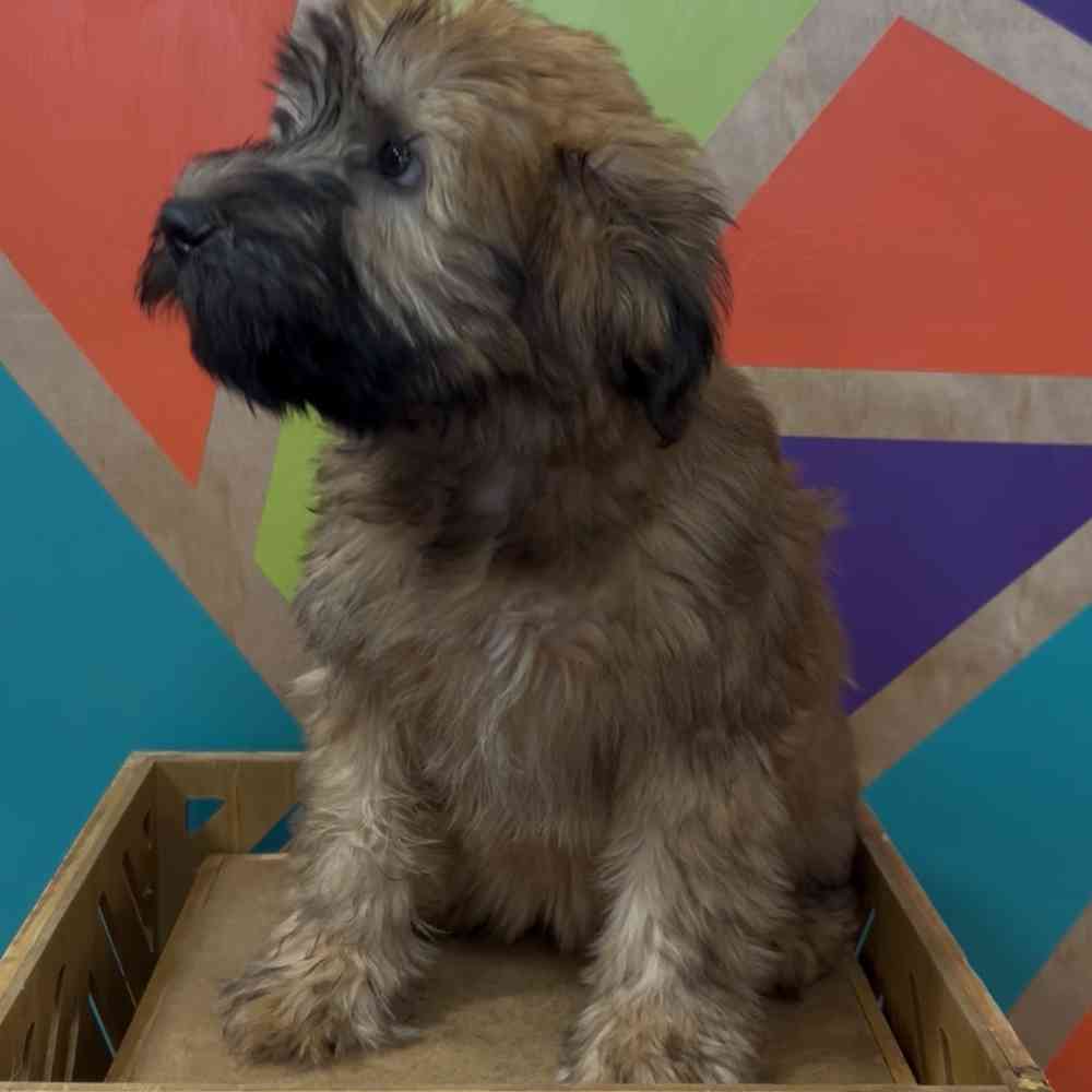 carousel pet images