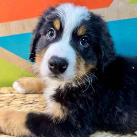 Bernese Mountain Dog