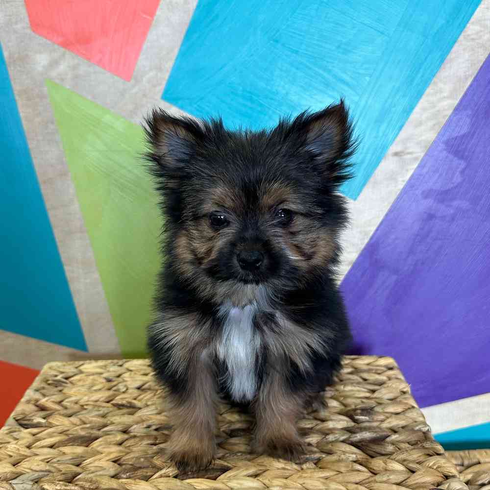 carousel pet images
