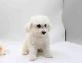Bichon