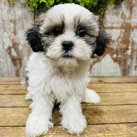 Teddy Bear