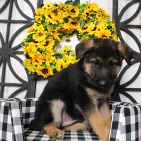 German Shepherd