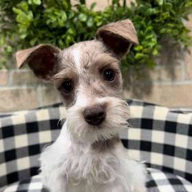 Mini Schnauzer