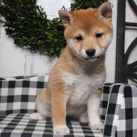 Shiba Inu