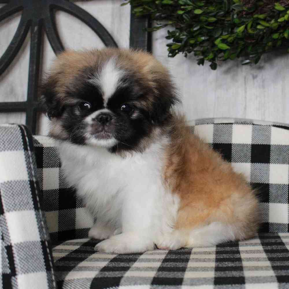 Male Pekingese Puppy for sale