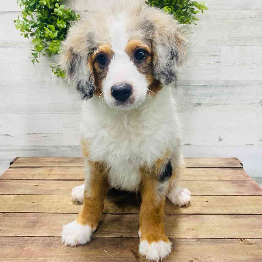 carousel pet images