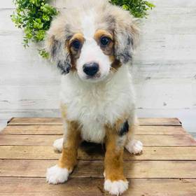 Mini Bernedoodle
