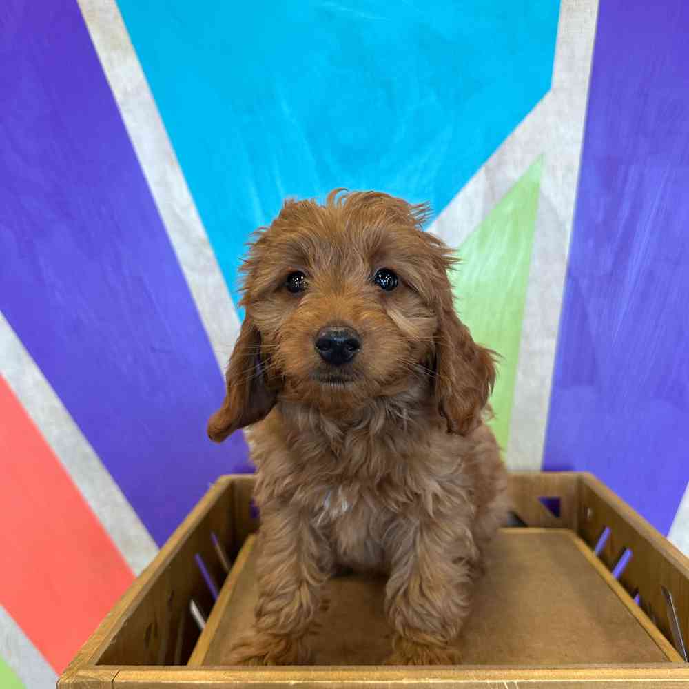 carousel pet images