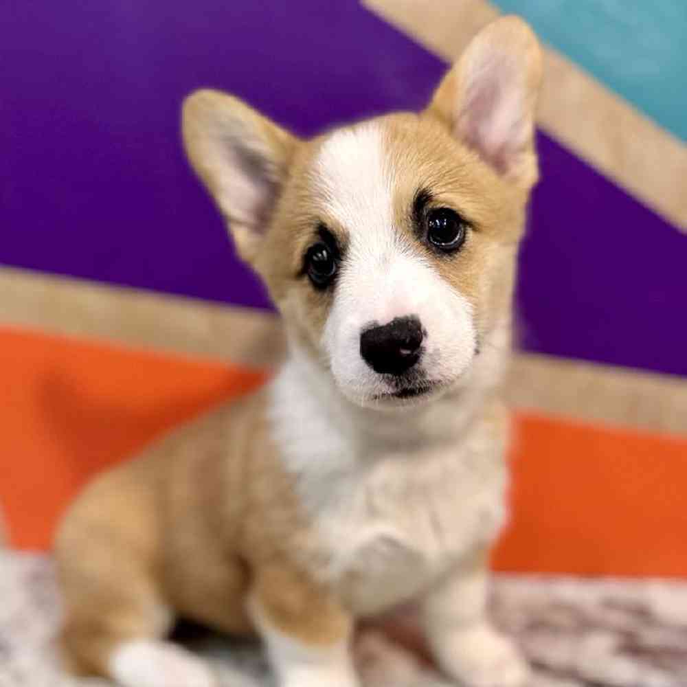 carousel pet images
