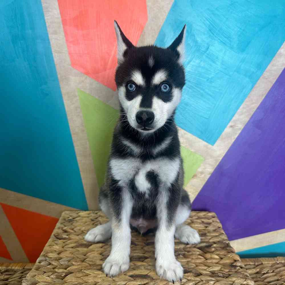 carousel pet images